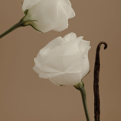 AURA Perfume